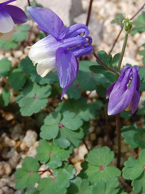 千島瑠璃苧環（チシマルリオダマキ） : 花の仲間調べ
