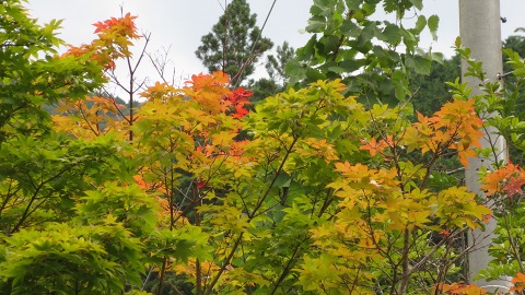 2014.09.13　山小屋cafe　清流園_e0202031_22521924.jpg