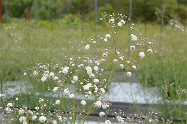 矢の原展示ほのカスミソウが開花し始めました(^^)_f0329538_07253381.jpg