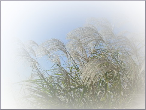 Gimp 写真の周囲のぼかし方 勿 忘 草 Gimp 写真の周囲のぼかし方 勿 忘 草