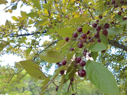 a0123450_21104470.jpg