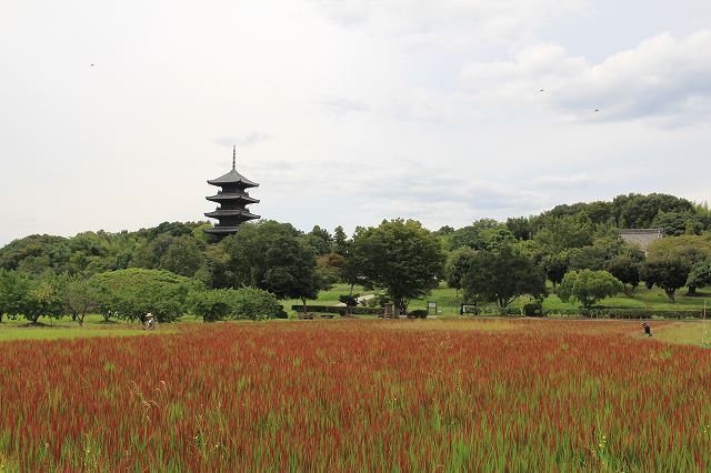 ９月１２日　国分寺の赤米_f0340155_10594359.jpg