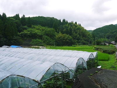 甘熟いちじく いちじくの健康パワー!数量限定で好評発売中!!_a0254656_1815392.jpg