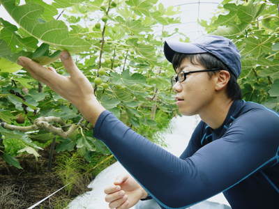 甘熟いちじく いちじくの健康パワー!数量限定で好評発売中!!_a0254656_1924230.jpg