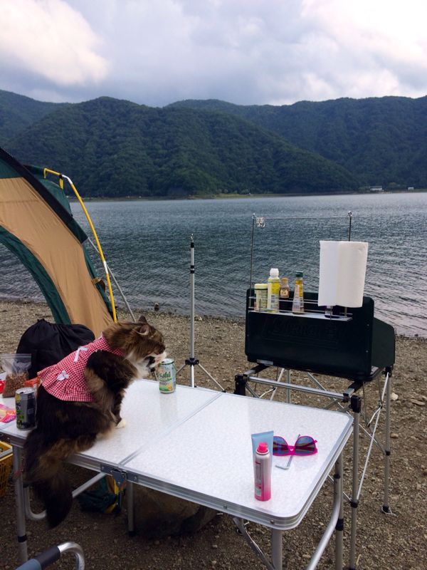 キャンプ猫☆ 西湖_c0151965_13545391.jpg