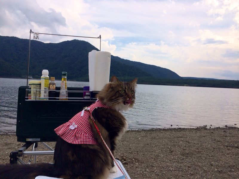 キャンプ猫☆　西湖_c0151965_13545583.jpg