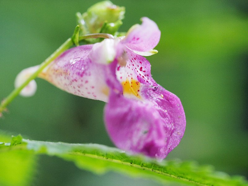 こもれびの丘の花　初秋に３_d0316677_22060636.jpg