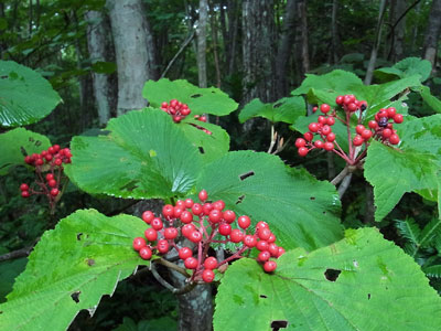 f0083977_2351276.jpg