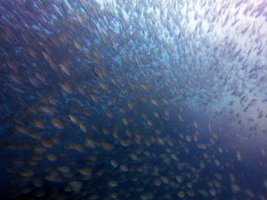 やはりピピ島の魚影はすごい！_f0144385_813487.jpg