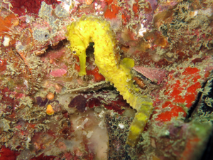 やはりピピ島の魚影はすごい!_f0144385_8151656.jpg