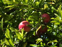b0192588_1036423.jpg