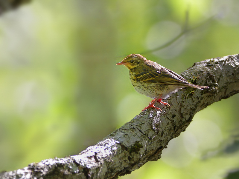 ビンズイの幼鳥 トドの野鳥日記