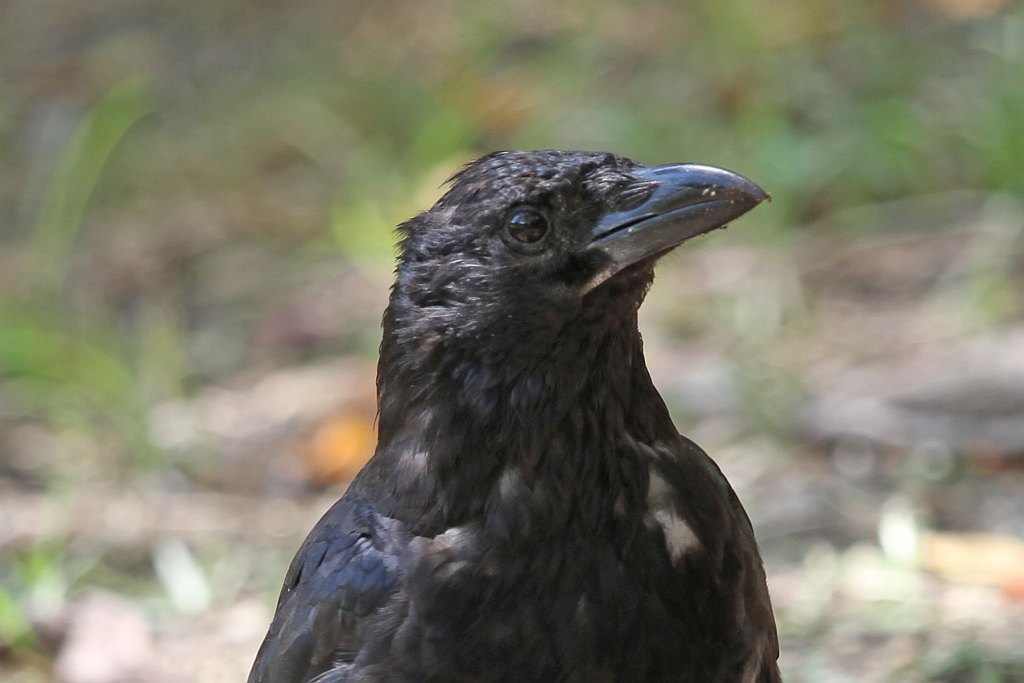 明石公園　2014.09.13　顔の毛が薄くなったよー_b0174191_17310828.jpg