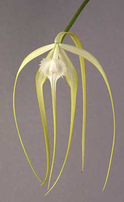 Brassavola cucullata _d0007501_14475044.jpg