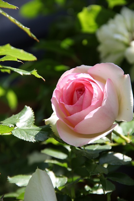 a0123003_962437.jpg