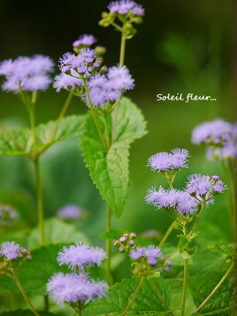 ふわふわ柔らかに咲く 薄紫の やさしい花 花が教えてくれたこと