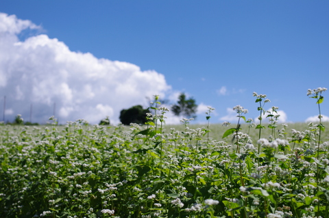 蕎麦の花_a0168218_23471567.jpg