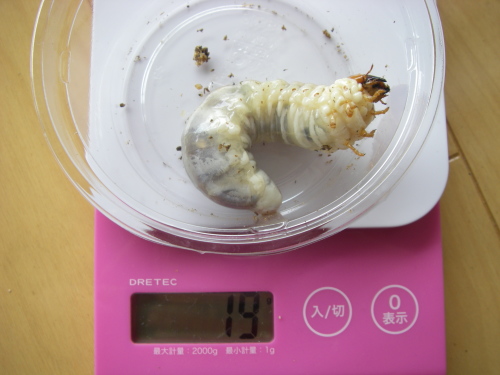 菌糸の好き嫌い?・・・本土ヒラタ 80系_a0315918_12271051.jpg