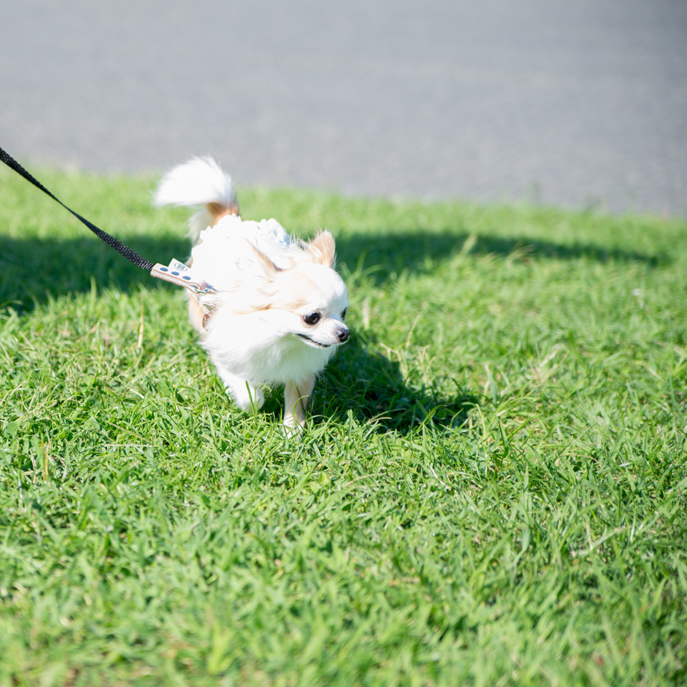 原因が分からず・・　ぽんちゃんの体調不良_d0231918_19423771.jpg