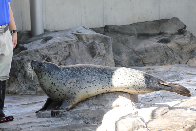 【しながわ水族館】アザラシショー_f0348831_21331189.jpg