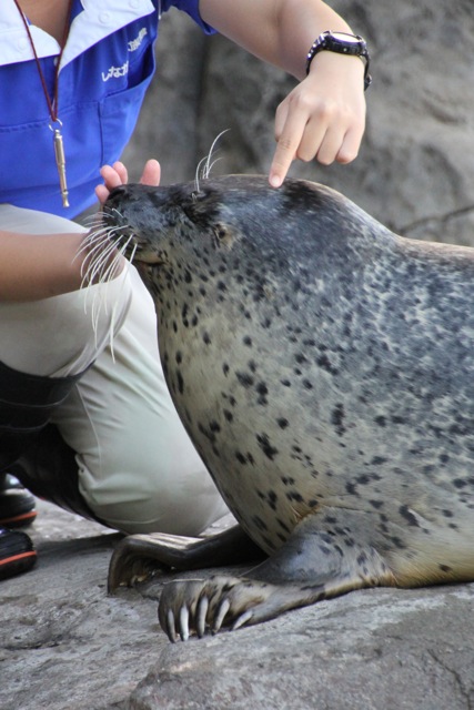 【しながわ水族館】アザラシショー_f0348831_21331325.jpg