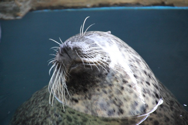 【しながわ水族館】アザラシショー_f0348831_21332784.jpg