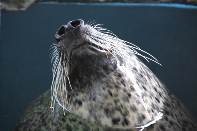 【しながわ水族館】アザラシショー_f0348831_21333035.jpg