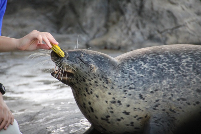 【しながわ水族館】アザラシショー_f0348831_21333283.jpg