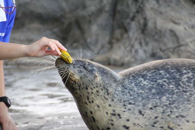 【しながわ水族館】アザラシショー_f0348831_21333489.jpg