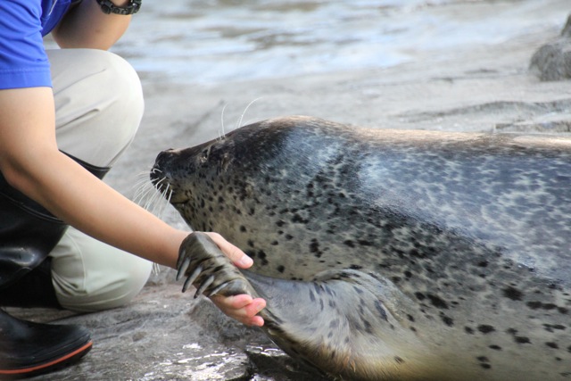 【しながわ水族館】アザラシショー_f0348831_2133773.jpg