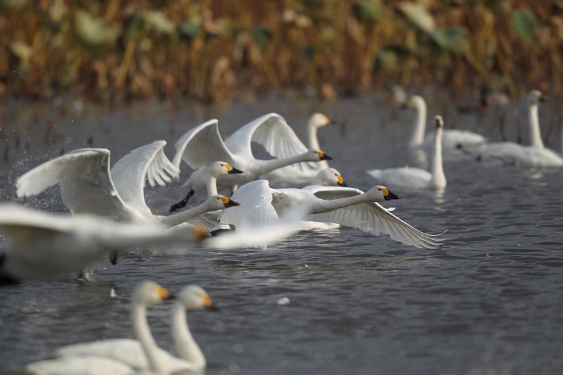 白鳥の越冬地のメッカで、コハクチョウ群舞_b0346933_17265477.jpg