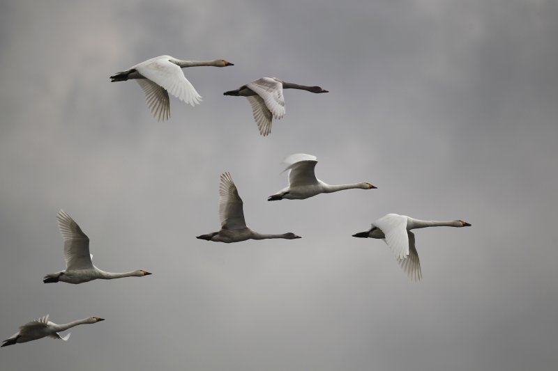 白鳥の越冬地のメッカで、コハクチョウ群舞_b0346933_17265710.jpg