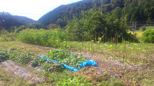 ハブ草茶3回目の刈取。・・・・・疲れた～～。_c0300035_1141121.jpg