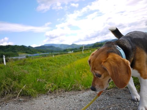 愛犬・ヒート８日目_c0190940_19462053.jpg