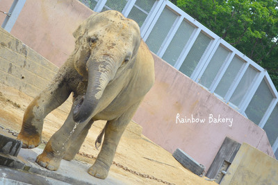 Tama zoo_e0267948_1542583.jpg