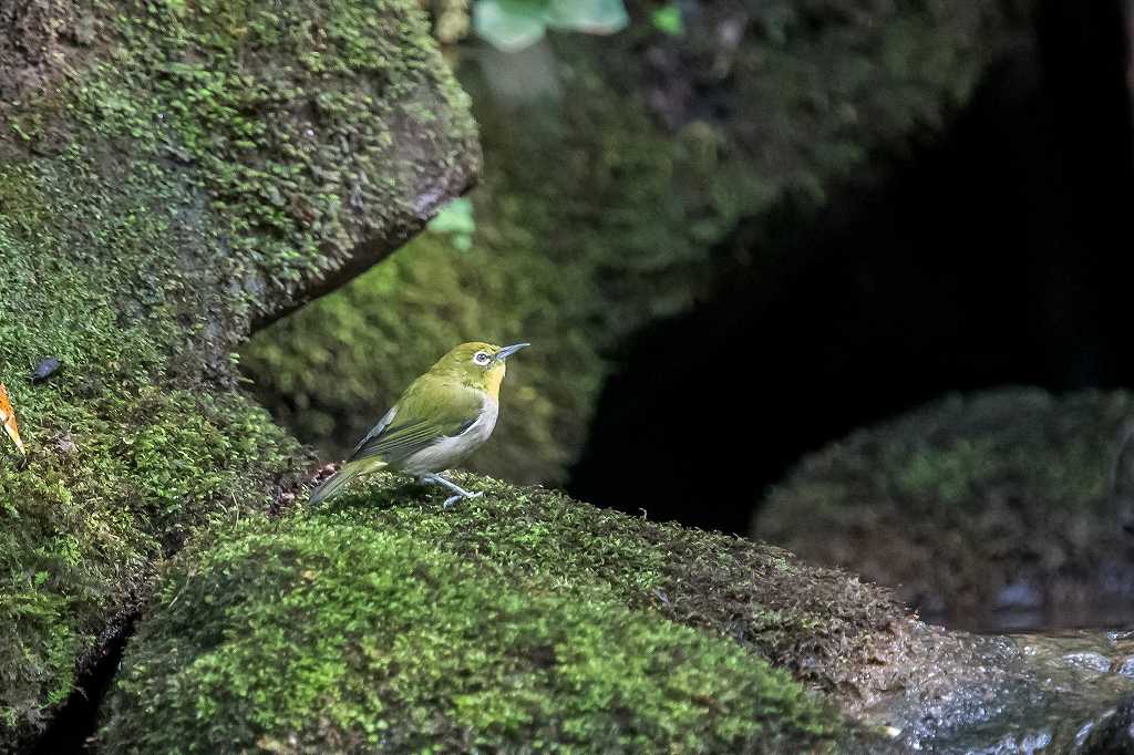 水場のヤマガラ_f0044056_20470395.jpg