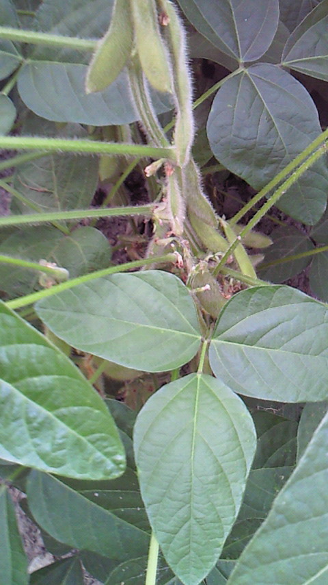 a0169558_16362110.jpg