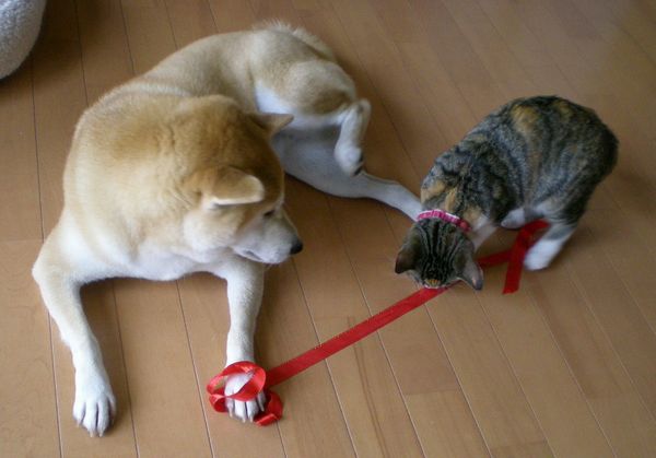 ’14,9,14(日)こころちゃん記念日!_f0060461_11435766.jpg