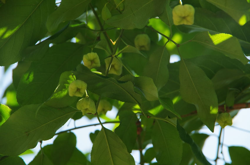 泉の森・ふれあいの森　１/３_d0031171_8221927.jpg