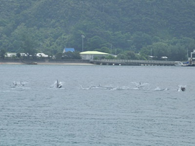 「ファンダイブ&イルカウオッチング」_b0033573_17560681.jpg