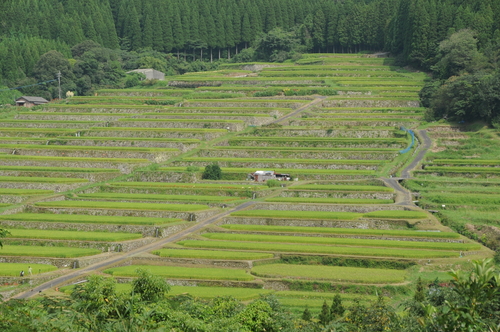 坂元棚田（日南市）　１４０９１２　００２_a0043276_5404166.jpg