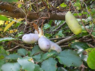 f0069883_1654354.jpg