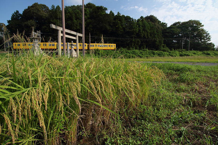 14.08.30：三岐鉄道沿線で、電車のコラボ相手を探して１_c0007190_1914265.jpg