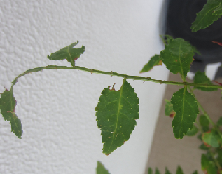 f0234590_936896.png