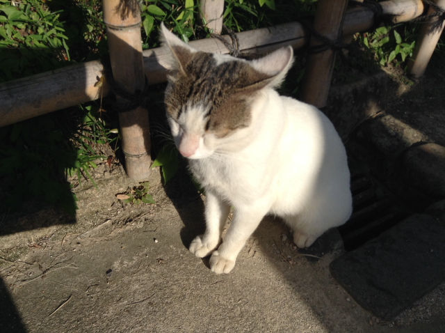 マスカット_a0233991_20545726.jpg