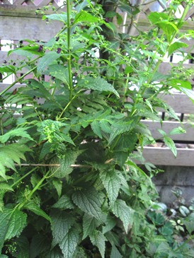 c0117898_21131339.jpg