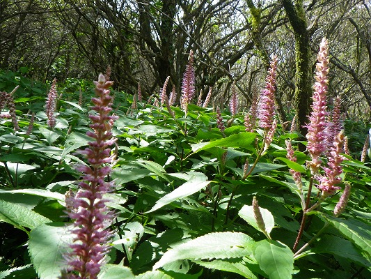 f0187402_20552499.jpg