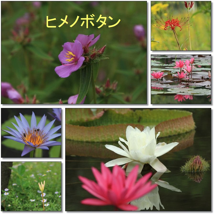 オオオニバスの葉の上に乗ったよ ハチミツの海を渡る風の音