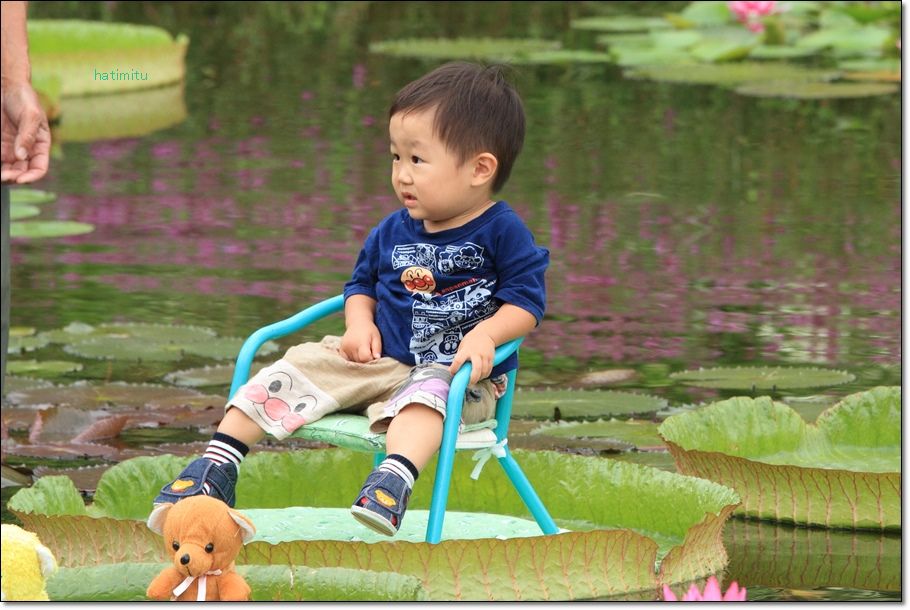 オオオニバスの葉の上に乗ったよ ハチミツの海を渡る風の音