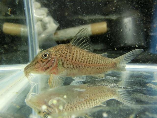 2014年熱帯魚入荷情報!Vol.25 9/2・関東プチ遠征便 _b0141806_1141087.jpg